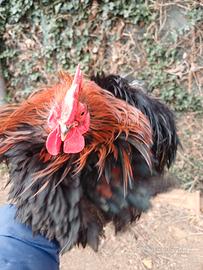 Cocincina nana riccia