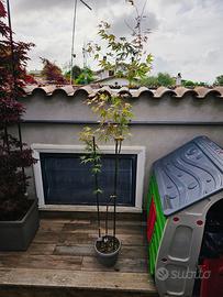 PIANTA DI ACER PALMATUM DA SEME VERDE ANGUILLARA S