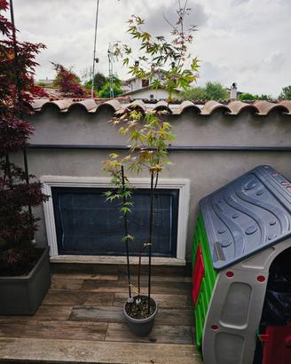 PIANTA DI ACER PALMATUM DA SEME VERDE ANGUILLARA S