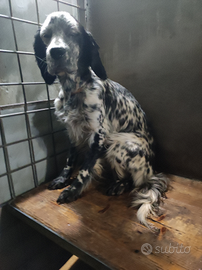 Setter inglese 3 anni con pedigree