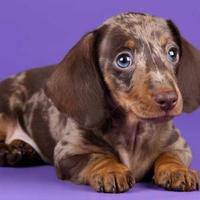 Bassotti chocolate merlen