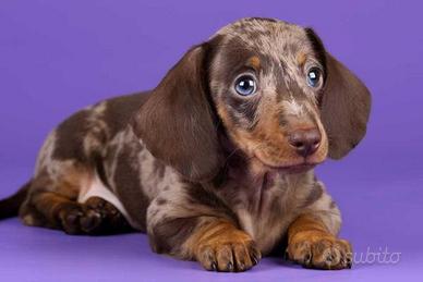 Bassotti chocolate merlen