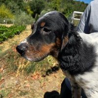 Setter inglese
