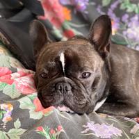 Bulldog / bouledogue francese per accoppiamento