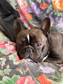Bulldog / bouledogue francese per accoppiamento