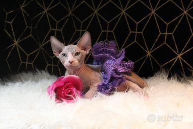 Femmine sphynx