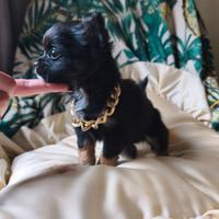 Chihuahua minuscolo a pelo lungo