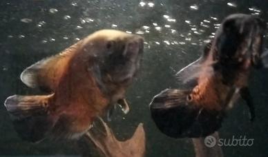 2 Astronotus ocellatus red