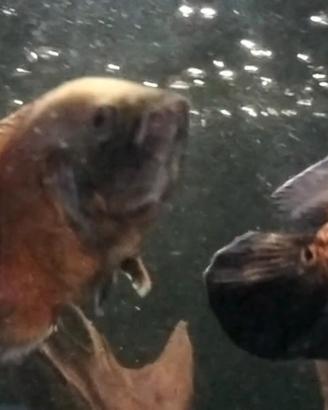 2 Astronotus ocellatus red