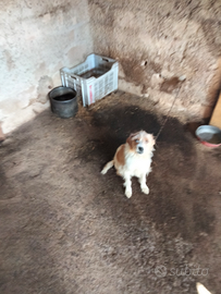 Cucciolone di Griffone non originale