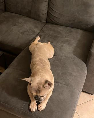 Bulldog Francese Maschio disponibile per monta
