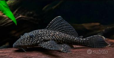 Scambi0 Pleco comune (Plecostomus) pulitore