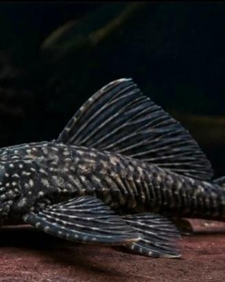 Scambi0 Pleco comune (Plecostomus) pulitore