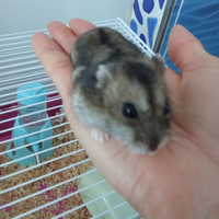 Criceto femmina con gabbia e accessori