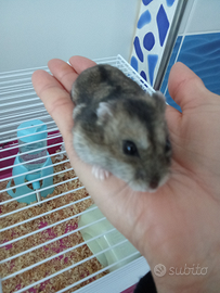 Criceto femmina con gabbia e accessori