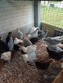 Pulcinotti varie razze