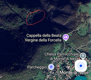 Porzione di bosco per legna