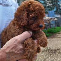 Barboncino toy di 3,5 mese Maschio