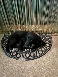 Cane cuccioli