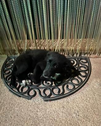 Cane cuccioli
