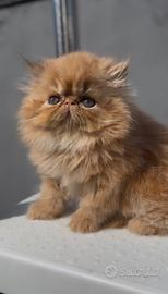 Gatti Persiano ne Exotic c