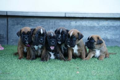Boxer nati il 15 agosto