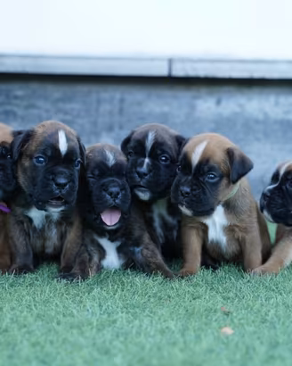 Boxer nati il 15 agosto