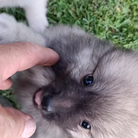 Spitz cuccioli maschietti nero o fulvo