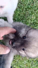 Spitz cuccioli maschietti nero o fulvo