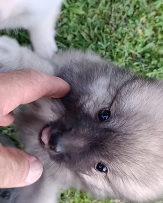 Spitz cuccioli maschietti nero o fulvo