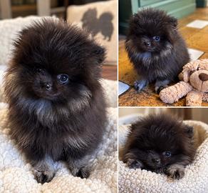 Cucciolo di Pomerania - Ultimo disponibile di 4