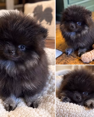 Cucciolo di Pomerania - Ultimo disponibile di 4