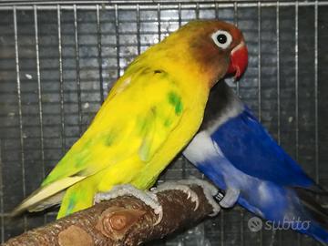 Coppia insep mascherato Pez verde x cobalto viola