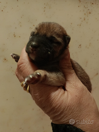 Shiba Inu con Pedigree Enci