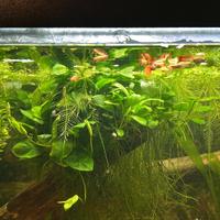 Anubias pianta acquario semplice no substrato