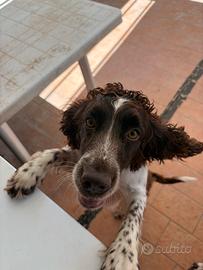 Cagnolina dolce e carina