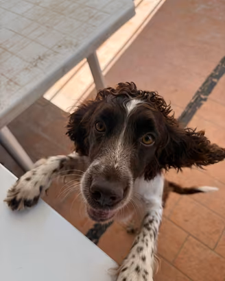 Cagnolina dolce e carina