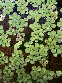 Salvinia minima