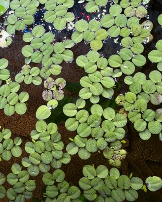 Salvinia minima