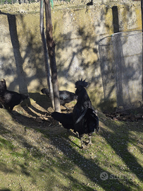 Giovani cemani in purezza di mesi 4