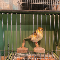 Canarina Gloster Agata consort