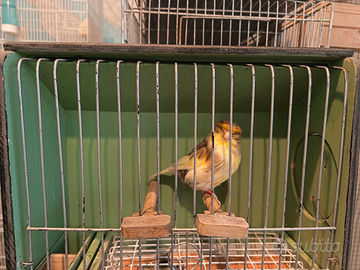 Canarina Gloster Agata consort