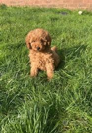 Cucciolata barboncini mini toy maschio femmina