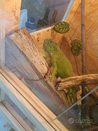 Iguana verde