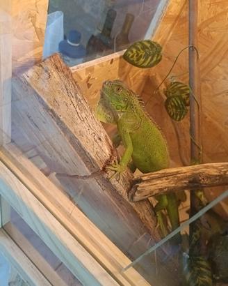 Iguana verde