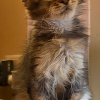 Cuccioli Maine Coon pedigree FIAF