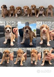Cuccioli di amstaff