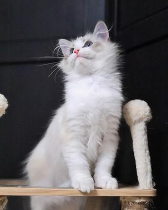 Cucciolo ragdoll
