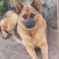 CUCCIOLI PASTORE TEDESCO.pura razza