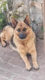 CUCCIOLI PASTORE TEDESCO.pura razza